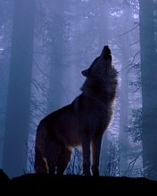 ������ ������