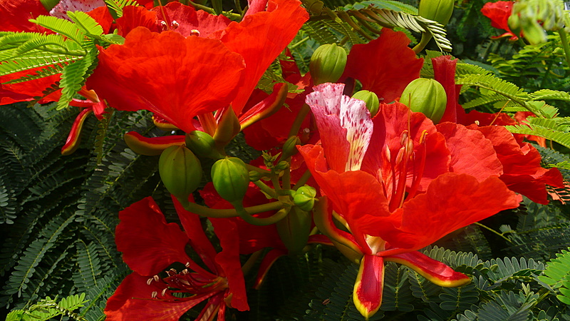 ��� ��������