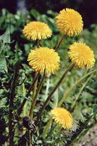 ������� ���������