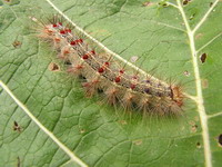 ����� ��������