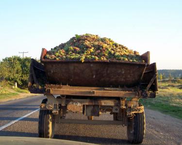 Фанни Сераковска