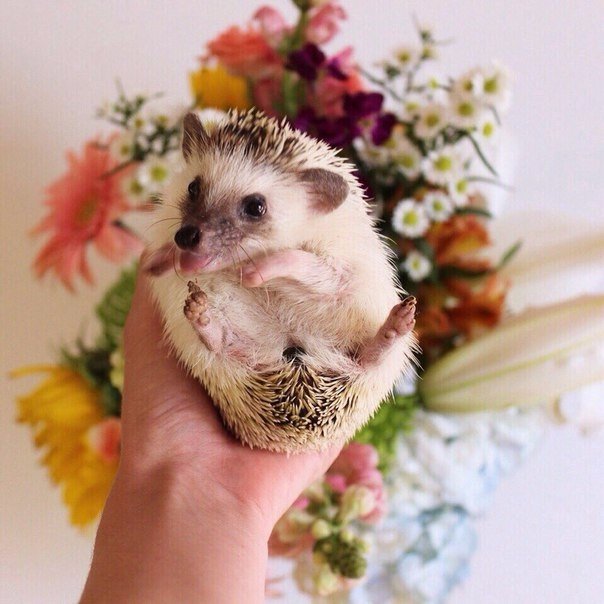 ������ ������������