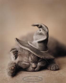 Дмитрий Фущ Феофанов