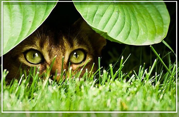 �������� ��������