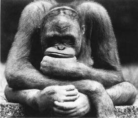 ���� �����