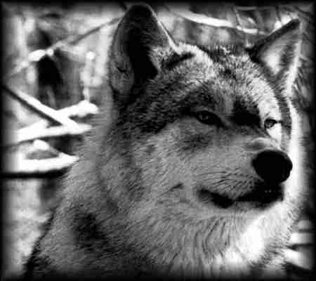 ������� �������