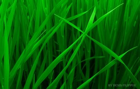 ����� ��������