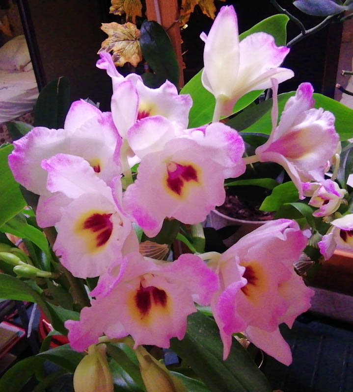 ������� �����-���������