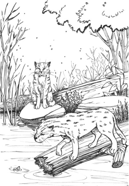 ����� �������