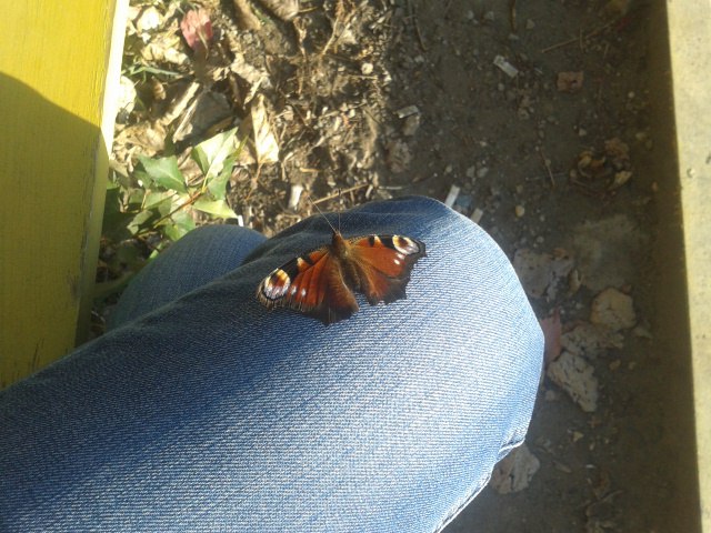 ������ ��������