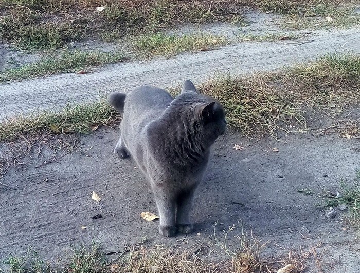 ������ �������