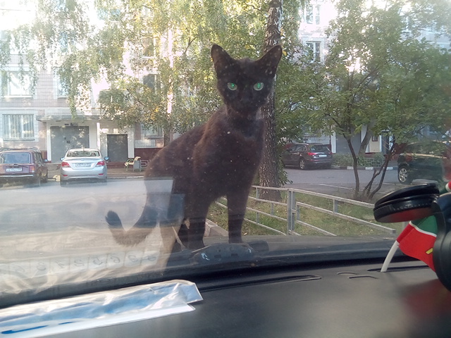 ������ ������