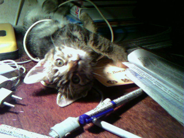 ���� �������