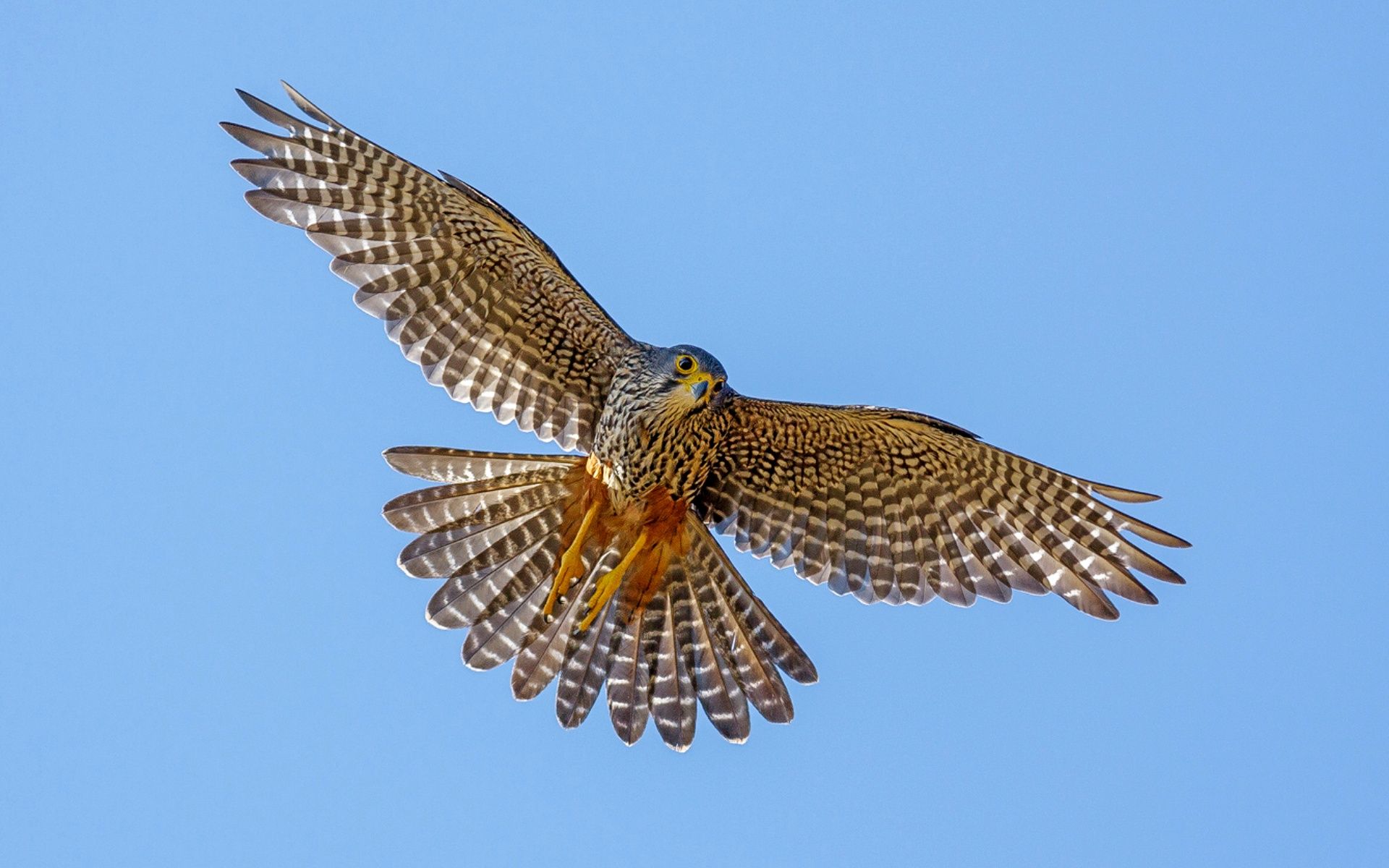 ����� �������