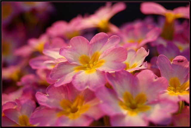 ���� ���������