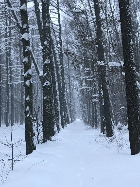 ������ �����������