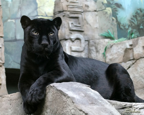 ���� �����