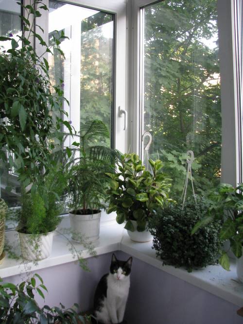 Галина Квасницкая