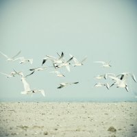 �������� ���