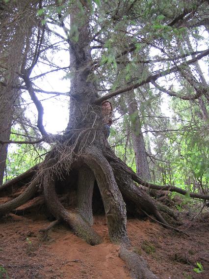 ���� �������