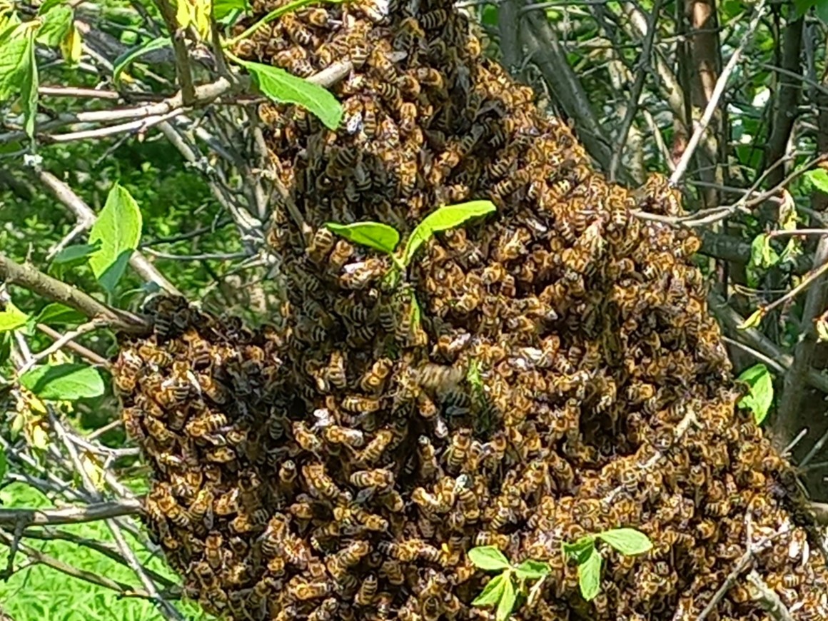 Григорий Калюжко