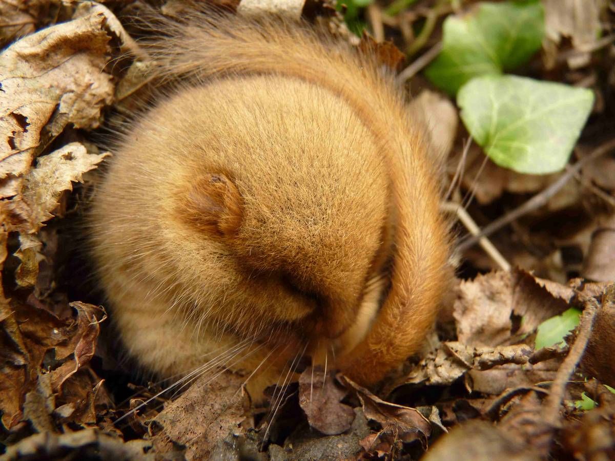 ����� ���������