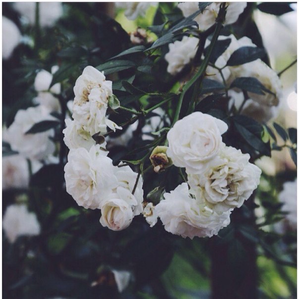 Глория Макфарлейн