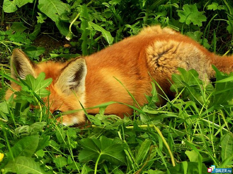 ����� ������