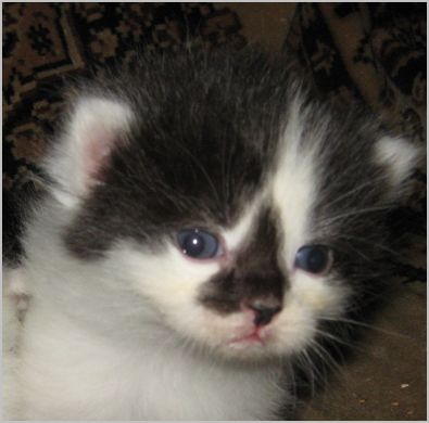 �������� ���������