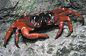 ������� �����