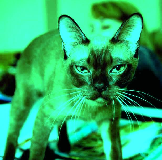 ����� ���������