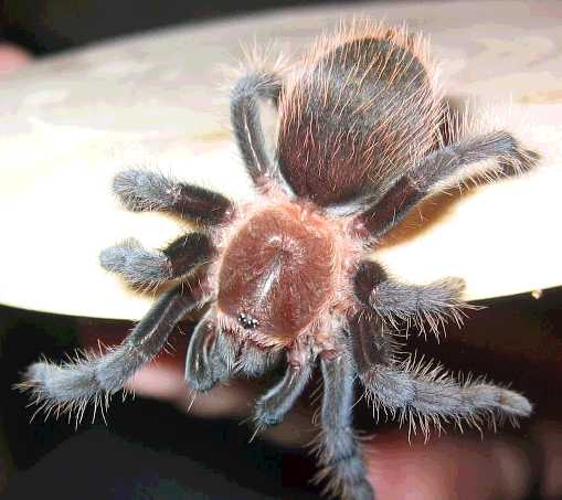 �������� ���������