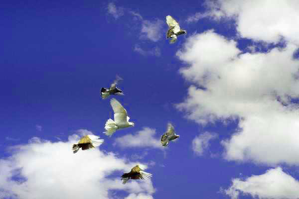 ������ �������