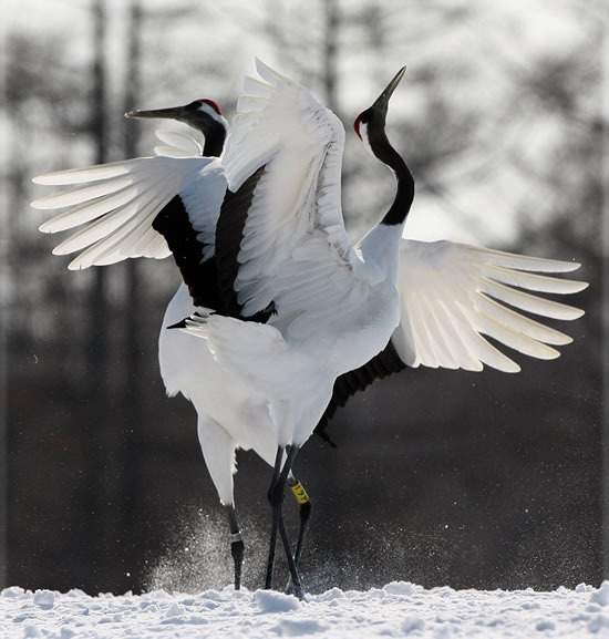 ������� �����������