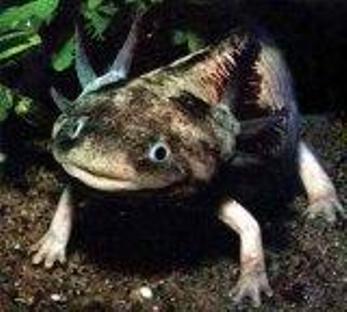 ������� ������