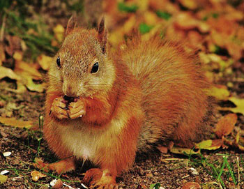 Божена Богданова