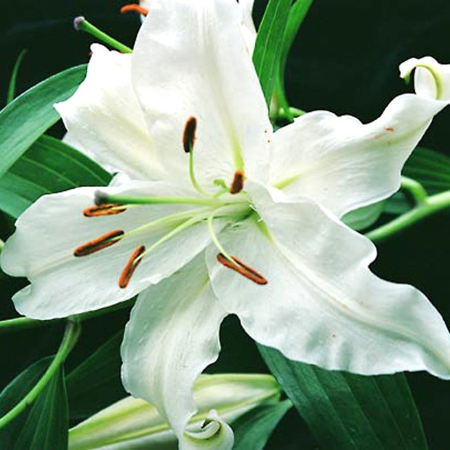 ������� �����