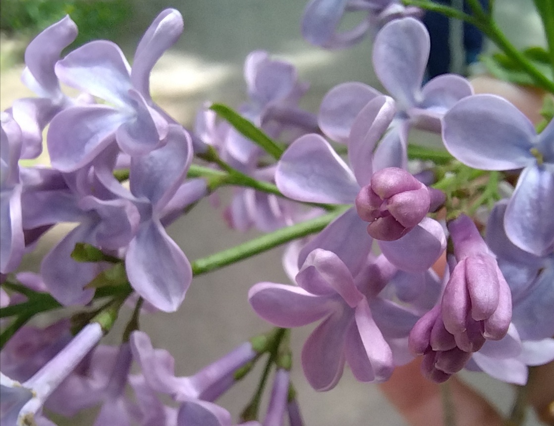 ����� ����������