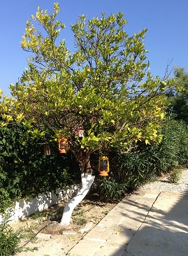 Ксения Надеждина