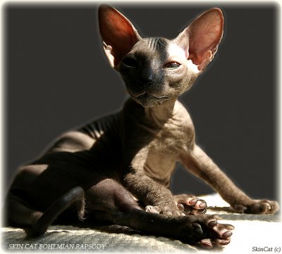 ���� ���� ����