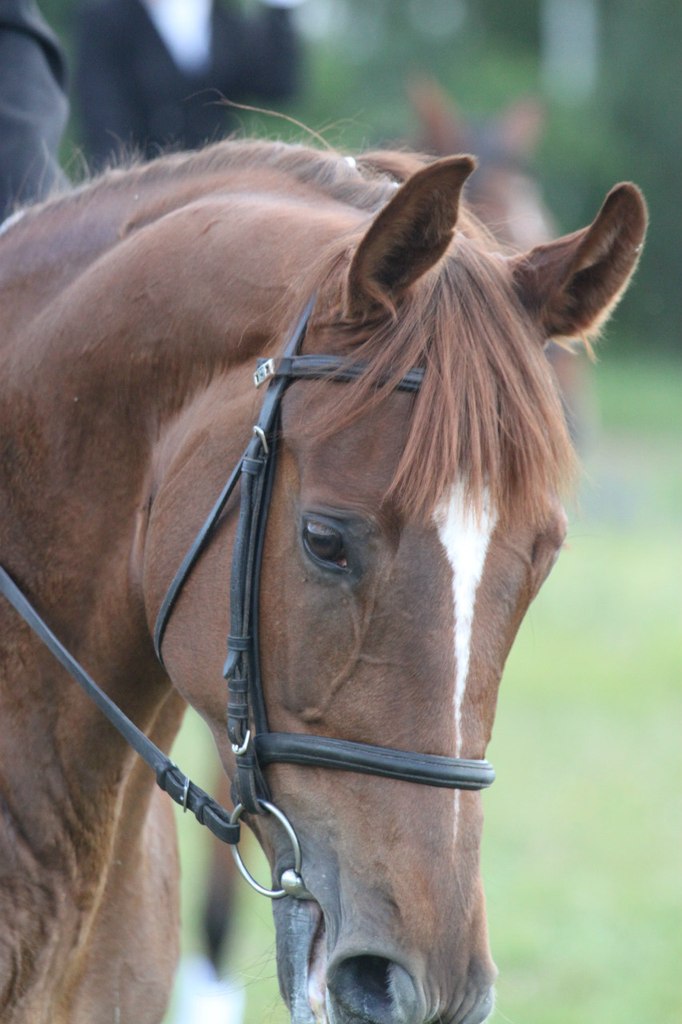 Старый Конь