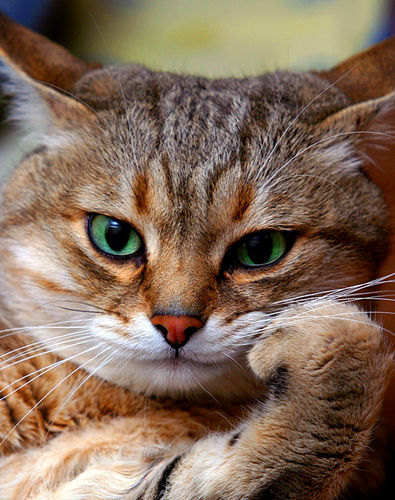 ���� ���������