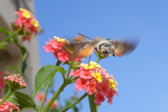 ���� ��������