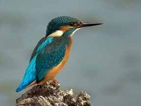 ����� �������