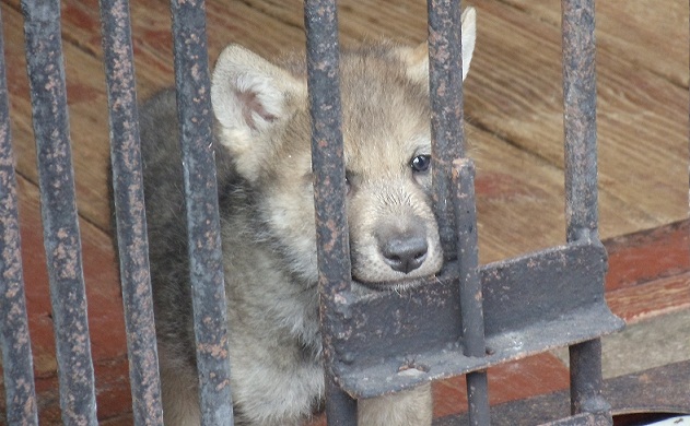 ���� ������