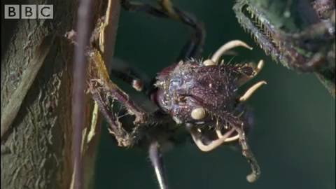 ������� ������