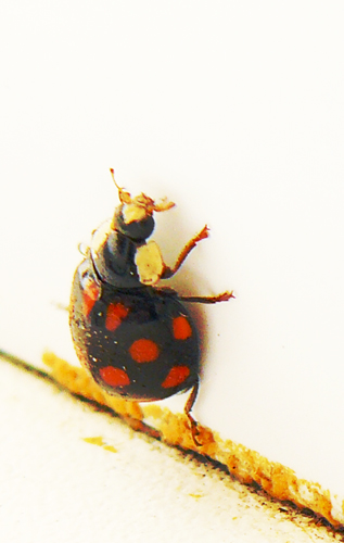 ��������� �������