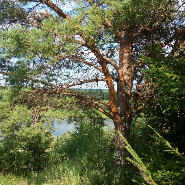 Дмитрий Мурашов