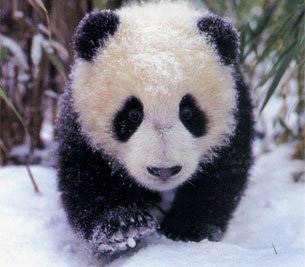 ��������� �����