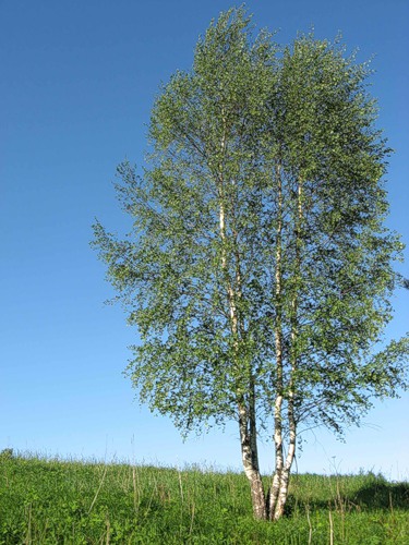 ����� ���